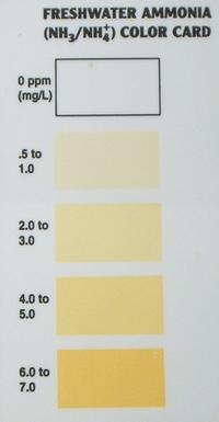 Ammonia, with 1 regent (Nessler).jpg