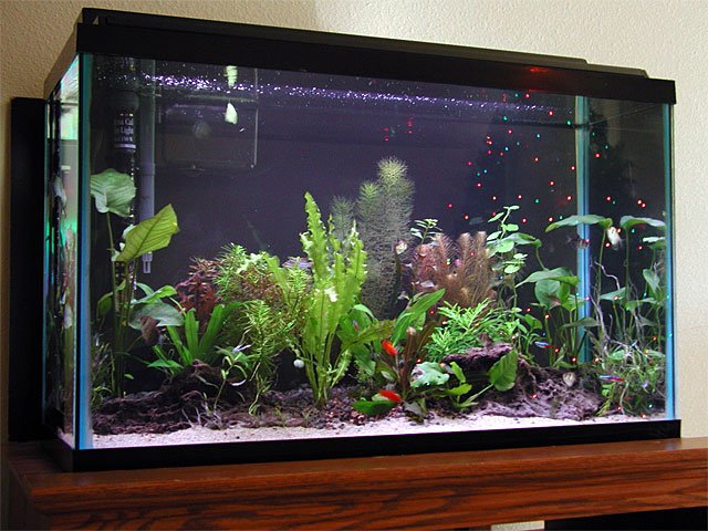 P1010003.jpg