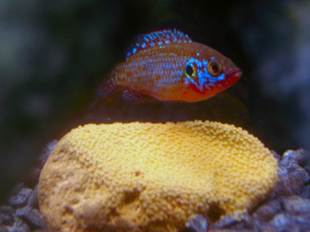 fish 013.jpg