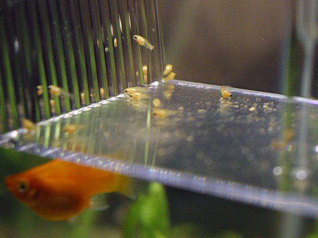 P1010011a.jpg
