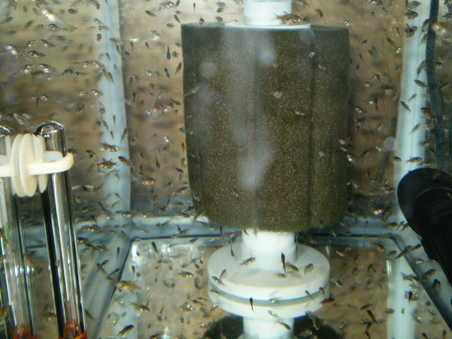 angelfry122007 006.jpg