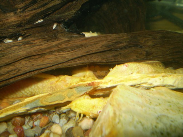 albinobristlenose 002.jpg