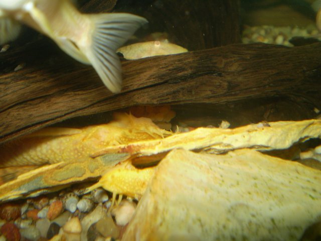 albinobristlenose 001.jpg