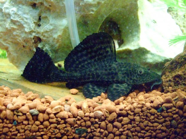 DSCF0370.jpg