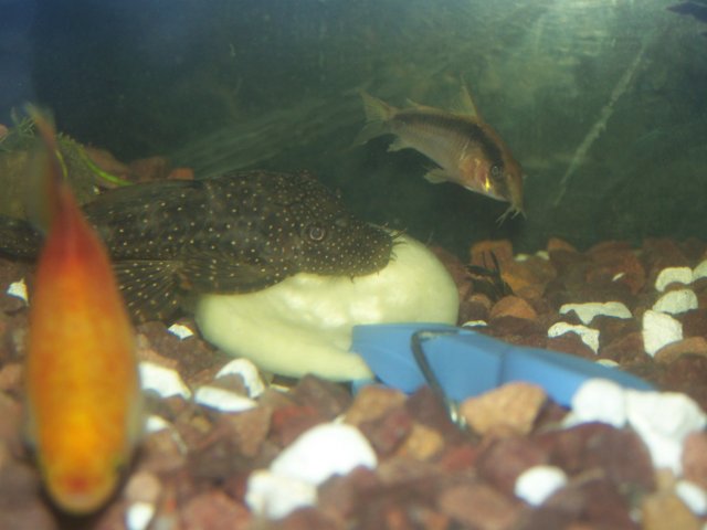 fishies 005.jpg
