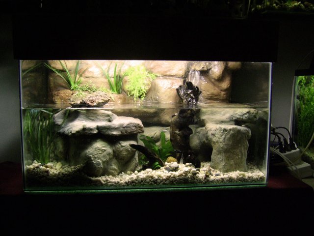 paludarium_1_16.jpg