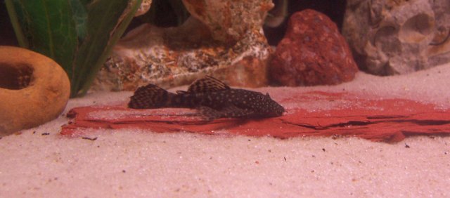 BNPleco.jpg