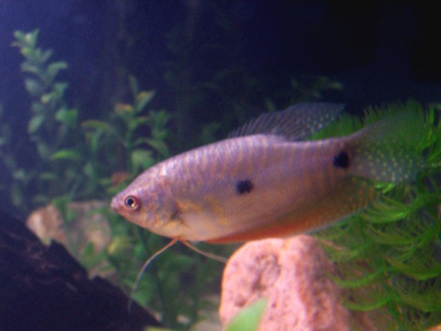 Gourami.jpg