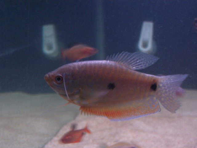 Gourami2.jpg