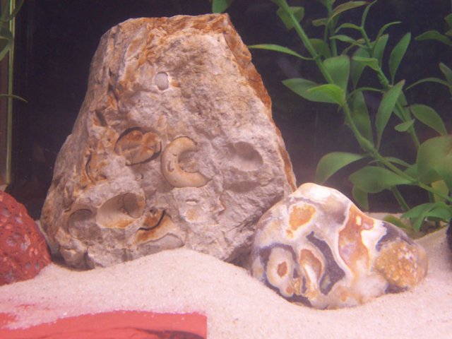 fossil.jpg