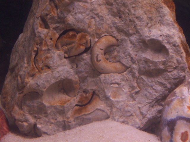 fossil2.jpg
