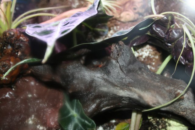 Fire Bellied newt.JPG Fire Bellied newt.JPG