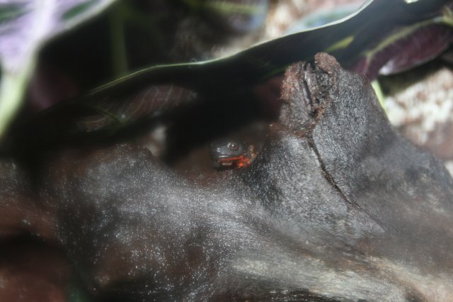 Fire Bellied Newt2.JPG