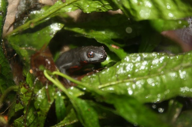 Fire Bellied Newt (close up).JPG Fire Bellied Newt (close up).JPG