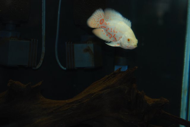 DSC_0069.JPG