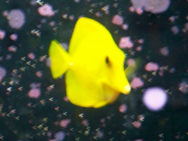 yellow tang.jpg