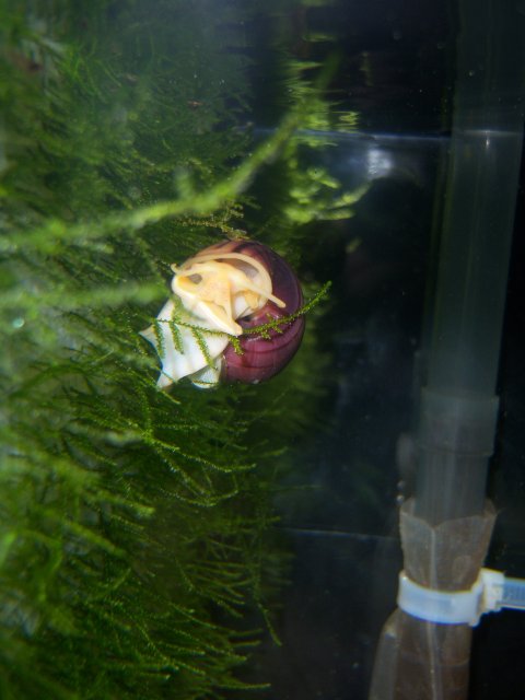 moss snail2.jpg