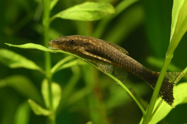 Hisonotus leucofrenatus.jpg