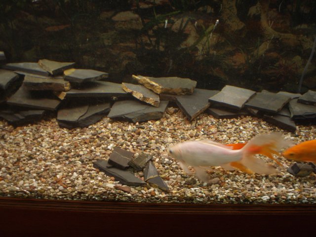 PC290315.JPG