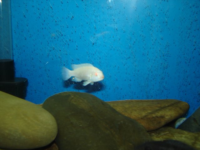 DSC01436.JPG