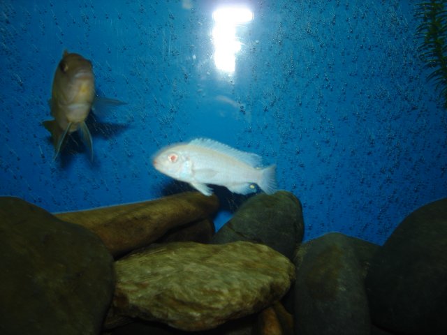 DSC01439.JPG