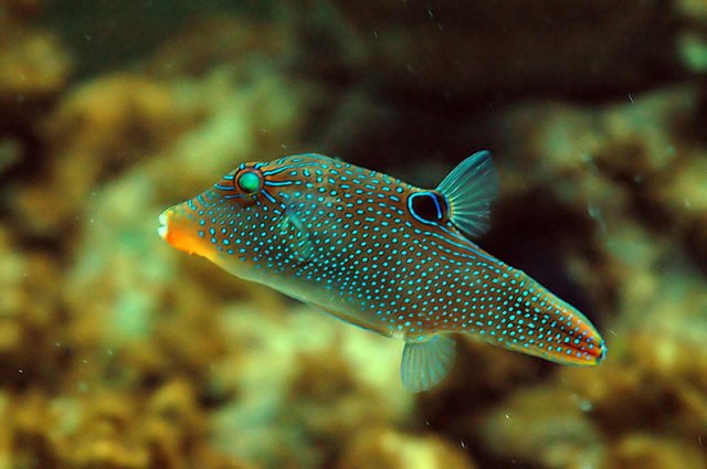 puffer.jpg