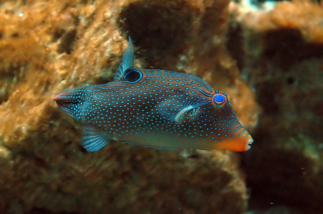 puffer2.jpg