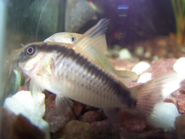 cats 010.jpg cats 010.jpg