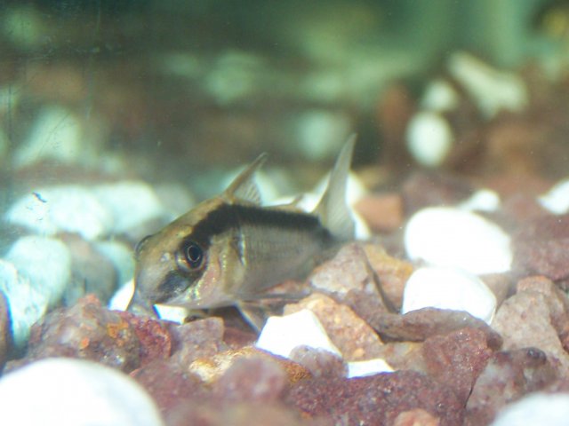 cats 006.jpg cats 006.jpg