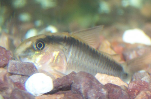 christmas 006.jpg christmas 006.jpg