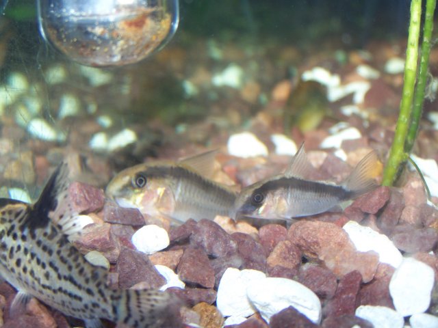 christmas 005.jpg christmas 005.jpg