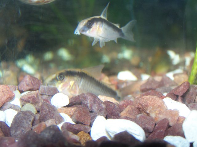 christmas 004.jpg christmas 004.jpg