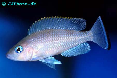 neolamprologus_leloupi_01.jpg