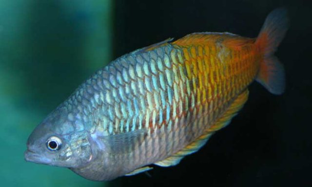 BosemaniRainbow1.jpg