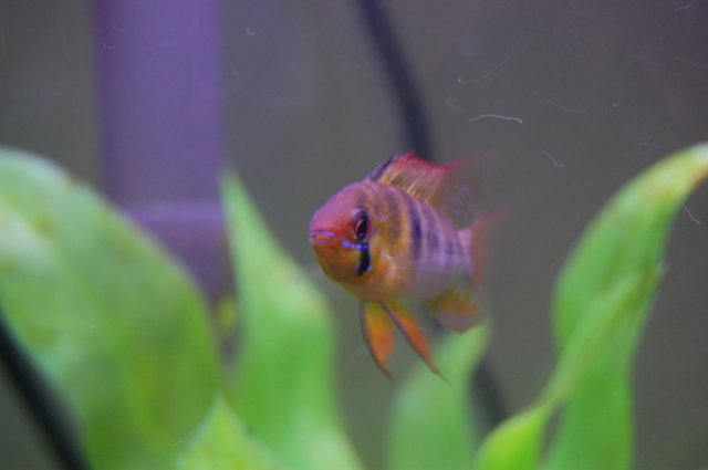 DSC_0184.JPG