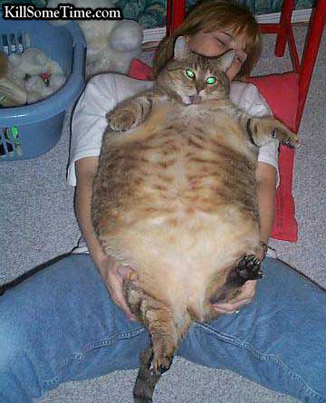 FatCat.jpg