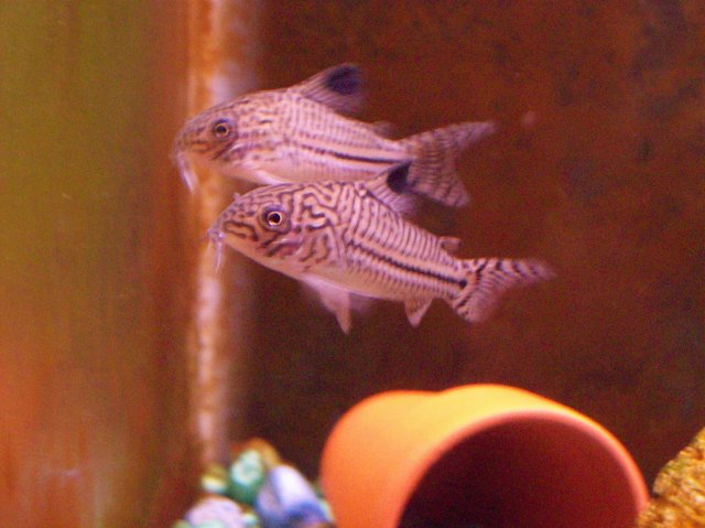 100_1093.JPG 100_1093.JPG