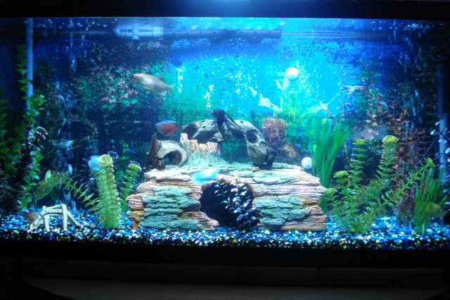aquatic 014.JPG