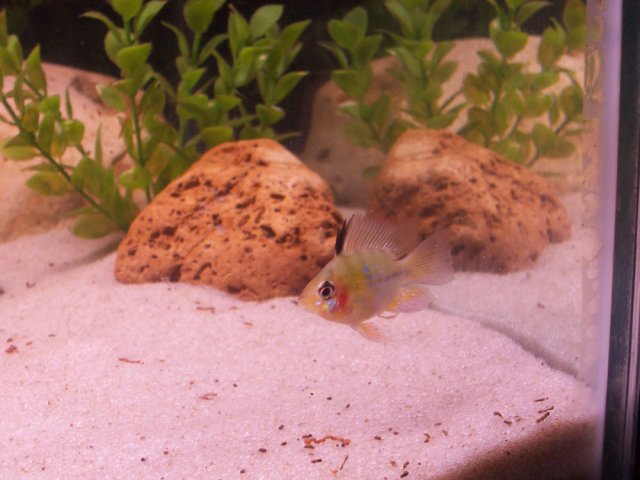 ram1208d.jpg ram1208d.jpg