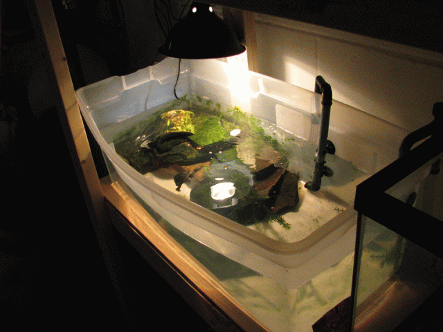 Turtle-Tub.gif