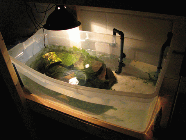 Turtle-Tub2.gif