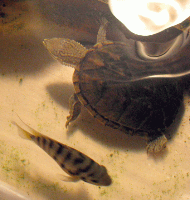 Turtle-&-Fish.gif