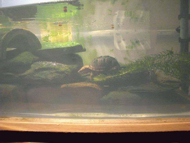Turtle-Tub-Side-Shot3.gif