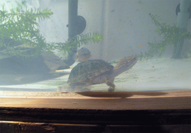 Turtle-Tub-Side-Shot4.gif