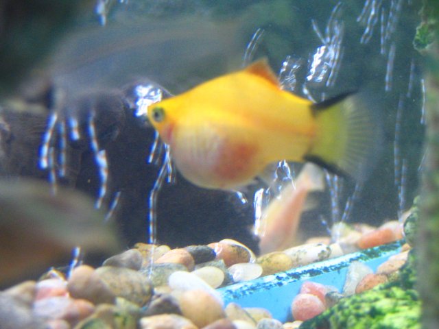 What are the signs of a pregnant platy fish?