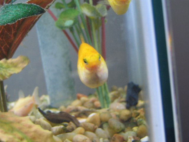 Pregnant platy 2 jan 5 2008.JPG Pregnant platy 2 jan 5 2008.JPG