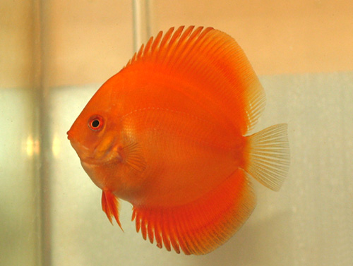 mandarin.jpg