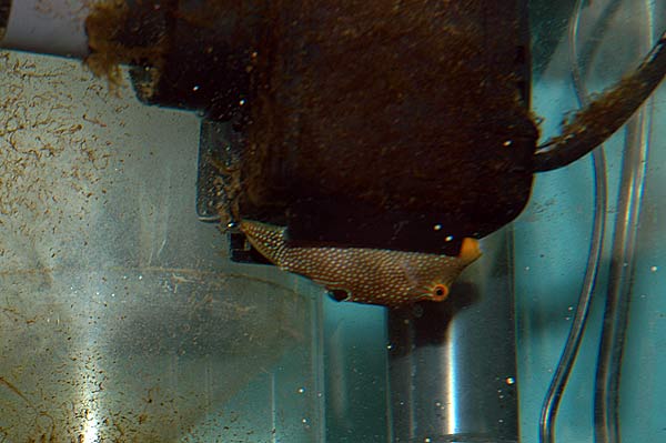 sleepy_puffer.jpg