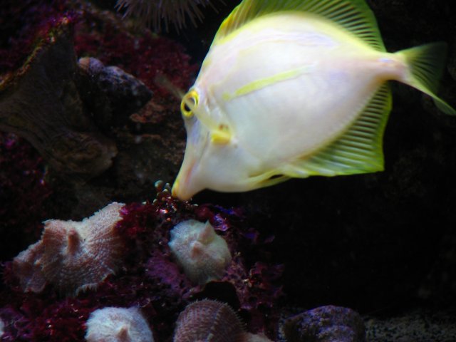 reeftank 323.jpg