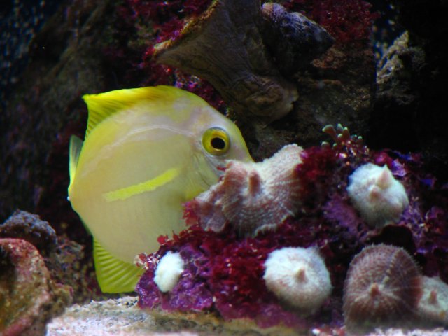reeftank 320.jpg